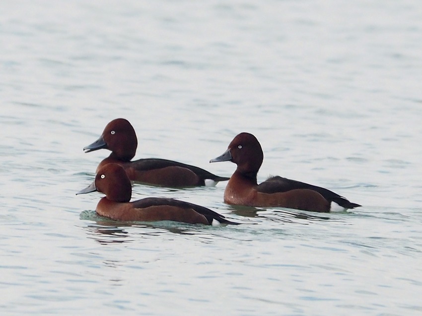 Moretta tabaccata  (Aythya nyroca)